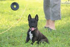 Find malinois ads in our dogs & puppies category. Akiles Belgian Malinois Puppy For Sale Near West Palm Beach Florida F55ff8fa 6e71 Belgian Malinois Belgian Malinois Puppies Malinois Puppies For Sale