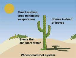Szerezze be 22.000 másodperces (30 kép/s) cactus flower life cycle. Parts Of A Cactus Plant Worksheet Google Search Plants Worksheets Cactus Plants Evaporation