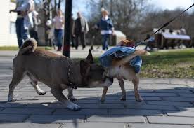 Im gegensatz zur kastration wird. Die Laufigkeit Der Hundin Das Gilt Es Zu Beachten Modern Dogs De