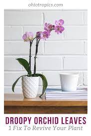Droopy Orchid Leaves Orchid Leaves Orchid Plant Care Plant Care Houseplant