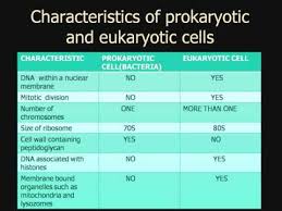 microbiology 2 prokaryotes and eukaryotes youtube