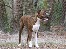 Just like mcevoy's grim below. American Bullweiler Dog Breed Information Pictures More