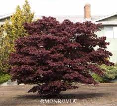 Japanese Maple Bloodgood Trees Plants Bloodgood Japanese Maple Japanese Maple Tree Potted Trees