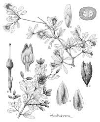 Image result for Hymenodictyon austro-africanum