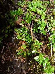 Image result for Laurembergia