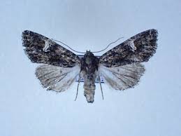 Image result for Polymixis polymita