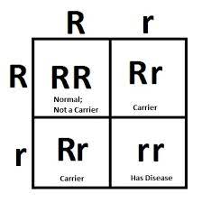 It is a diagram that is used to find the result of a specific cross or breeding experiment. Genetic Diseases Untamed Science