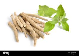 Image result for Withania somnifera