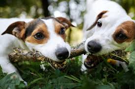 Unlike other plant people, they're thus rarely associated with verdant they get by in deserts by storing large quantities of water in their bodies, and cacturne in particular spends the. 2 Dogs Almost Die From Common Succulent Orchid Republic Orchid Republic