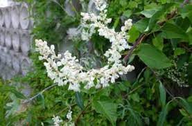 I fiori sono abbondanti, bianchi e raccolti in pannocchie, molto profumati. Piante Rampicanti Varieta Sempreverdi E Fiorite Cure E Consigli