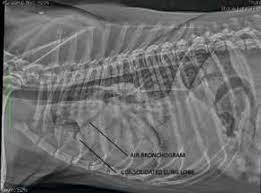 To diagnose pneumonia, your vet will likely do the following: The Forgotten Complication Aspiration Pneumonia In The Canine Patient The Veterinary Nurse