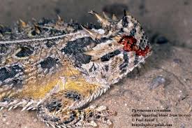 Image result for Stenostelma corniculatum