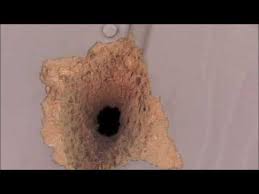 How can i get woodpeckers to leave my house alone? Woodpecker Pecking Hole On House Is Stopped With Giant Spider Youtube