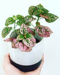 Mykee Nz Plant Enthusiast On Instagram Onwednesdayweplantpink This Polka Dot Plant Is Looking Lovely In Pink It S Supe Plants Low Maintenance Flowers