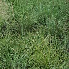 Image result for Eragrostis curvula