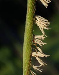 Image result for Sporobolus tenuissimus