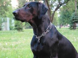 Your submissions may be chosen to be displayed in the 'featured' folder. Top 10 Black Dogs Breeds Luv My Dogs