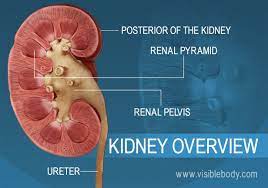 And finally, the innermost layer, where most of the blood supply passes through. Kidneys Urinary Anatomy