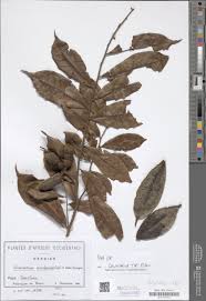 Image result for Aspilia rudis