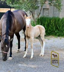 Image result for tbn:tVj6rqcH-AQR9M::www.pregonagropecuario.com.ar/images/caballo_overo.jpg