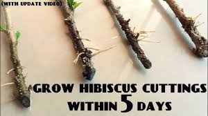 After 5 days change the water to avoid rotting of in two months the planted cutting should start blooming and give you some pretty hibiscus flowers. How To Grow Hibiscus From Cuttings Update Video Youtube