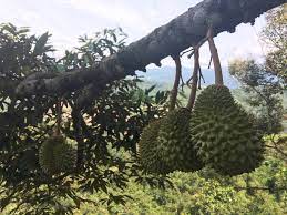 Bentong durian season we are currently in a low season with limited quantities of durians. Bentong Durian Farm Home Facebook