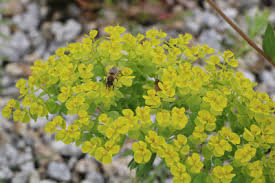 Wolfsmilch Wolfsmilchgewachse Euphorbia Pflege Und Schneiden Gartendialog De Wolfsmilch Pflanzen Gewachs