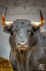 Pin By Arnulfo Gallegos On Toros Bull Cow Bull Painting Bull Art