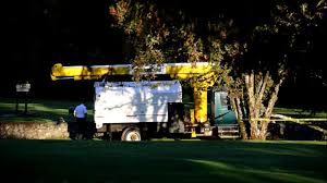 That said, some folks prefer the natural. Maple Ridge Arborist Killed On Golf Course Ran Tree Care Business For 30 Plus Years Maple Ridge News