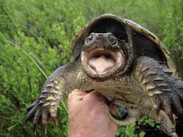 Box turtles look like snapping turtles and will bite but not as aggressively as an alligator snapper. Information About Snapping Turtles Reptiles Magazine