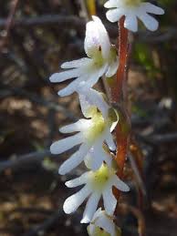 Image result for Holothrix villosa