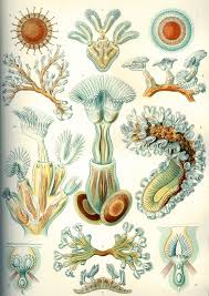 Image result for Lophiocarpaceae