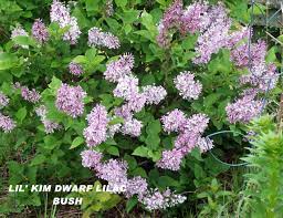 Pin By Peggi Tebben On Around The House Lilac Bushes Dwarf Lilac Bush Plant