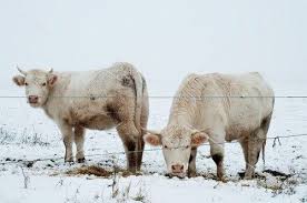 Charolais Cattle In Snow Stockfood Cattle Farm Animals Snow