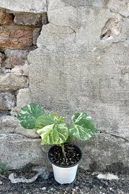 Image result for Hibiscus tiliaceus