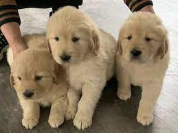Right now, they are all spoken for from our waiting list. Golden Retriever Puppies For Sale Charlotte Nc 356360
