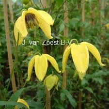 The clematis tangutica has masses of yellow nodding bell shaped flowers from july to october fantastic seed heads after flowering. Clematis Tangutica Clematis Orientalis Gelbe Clematis Clematis Online Kaufe