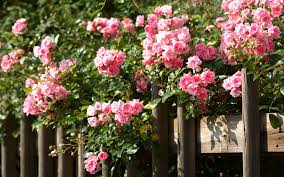 Superior manufacturing processes, attention to ergonomics & thoughtful design make this an essential piece of gardening equipment for anyone in the gardening, landscaping profession & the serious home gardener. Rosengarten Garten Europa