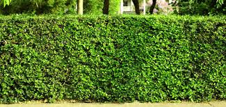 Plant any of these varieties for a hedge that will block out the neighbours and provide privacy. Best Privacy Plants Plants Trees For Privacy From Neighbours Zodega