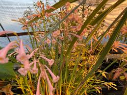 Image result for Cyrtanthus