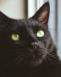 Pin By Sari Lahtinen On Kissat Cat Pics Cats Animals