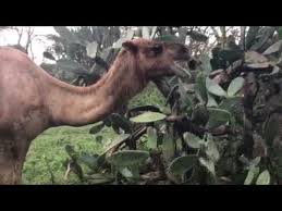 You can refrigerate for over a week. What Do Camels Eat Youtube