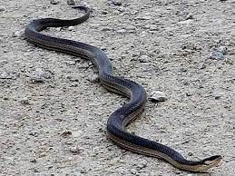 They prey on rodents, insects, toads, frogs, crayfish, minnows and other snakes and are themselves food for. Arkansas Snakes Pictures And Identification Help