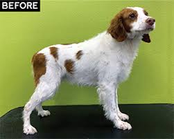 Since the brittany looks a lot like the welsh springer spaniel some think the two may be related. The Brittany Spaniel Pet Trim Groomer To Groomer Magazine