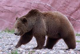 Learn about california with free interactive flashcards. World Class Facts On Twitter California S Official State Animal The California Grizzly Bear Is Extinct Http T Co Nmogcveych