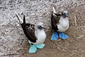 Bird With Blue Feet Galapagos Pin On Where In The World