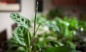 Prayer Plant Care Growing The Maranta Plant Epic Gardening