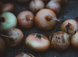 Lily (liliaceae) hardy to zone 7 to 10, generally kept as an indoor plant and protected from frost. Onion Cough Syrup Amanda Cook