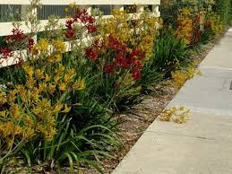 Mass Planting Of Red Yellow Kangaroo Paw Plants Anigozanthos Drought Tolerant Perennial Drought Tolerant Perennials Kangaroo Paw Australian Native Plants