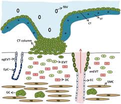 Frank engeland ist ein deutscher jurist, richter und darsteller in einer gerichtsshow. The Endocrine Function Of Human Placenta An Overview Reproductive Biomedicine Online